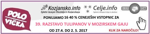 tulip-polsi-klik