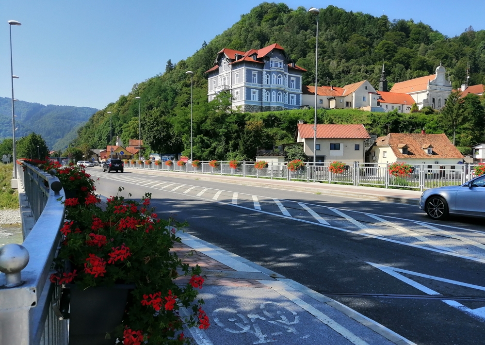 roze-cvetje-celje002
