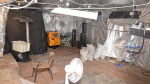 laboratorij_konoplja_2019_september