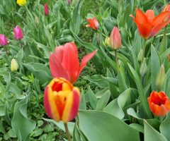 tulipani 25 let (1)